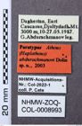 Etiketten zu Athous abdurachmanovi (NHMW-ZOO-COL-0008993)